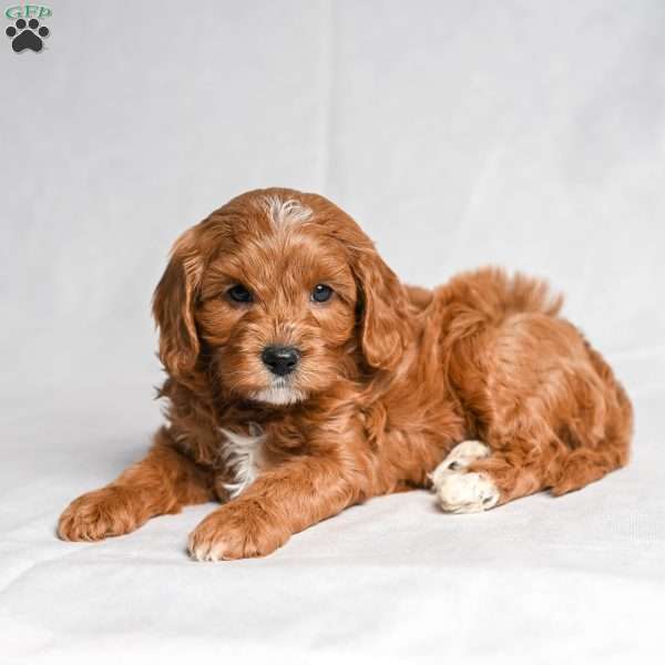 Xan, Cavapoo Puppy